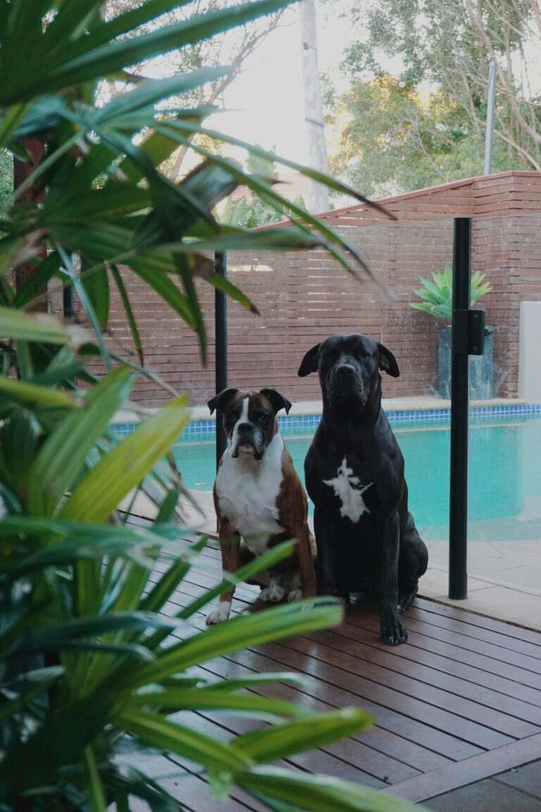 A dog resting on green grass beside a shaded patio while a cat explores nearby shrubs.
